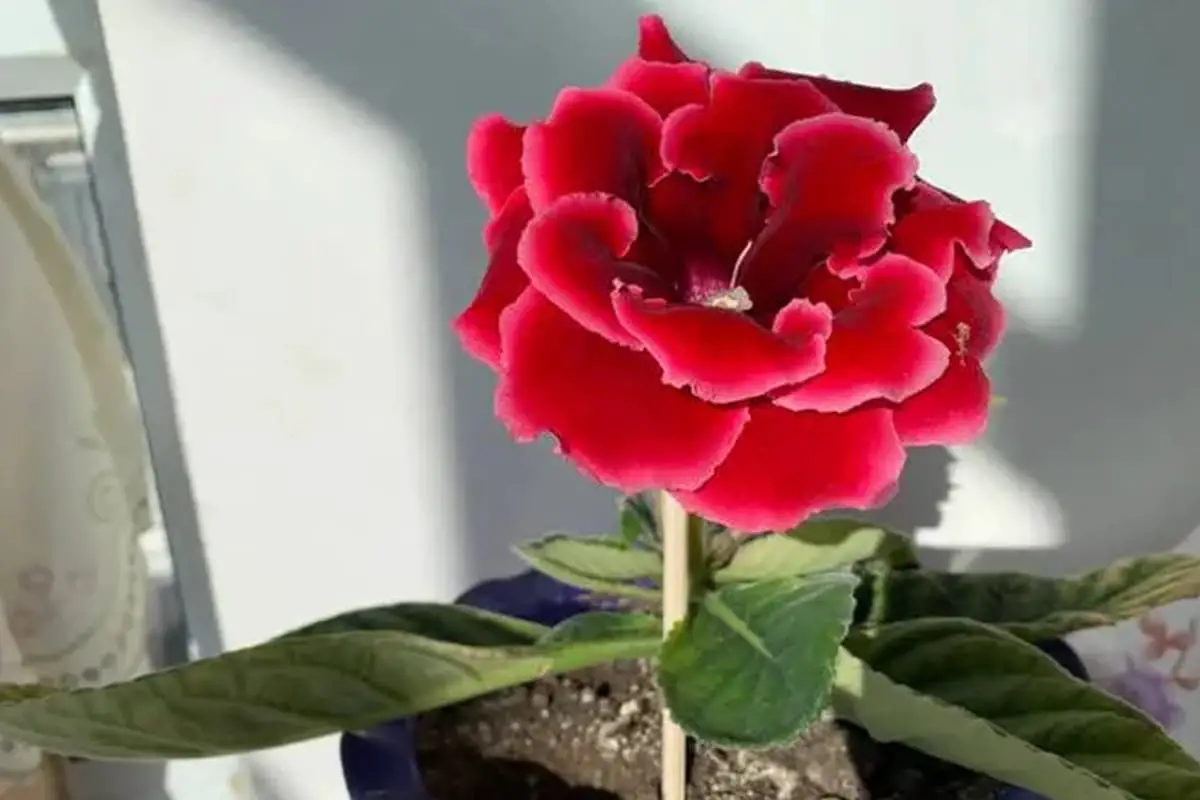 Sinningia speciosa