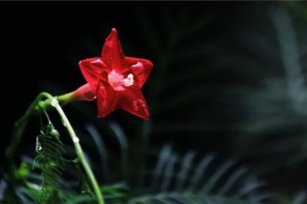 Pentas lanceolata