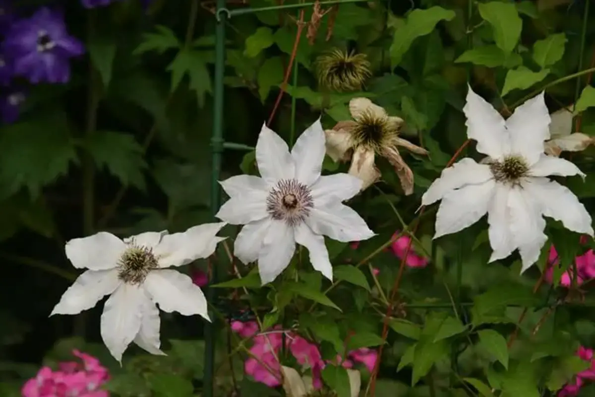 Clematis courtoisii