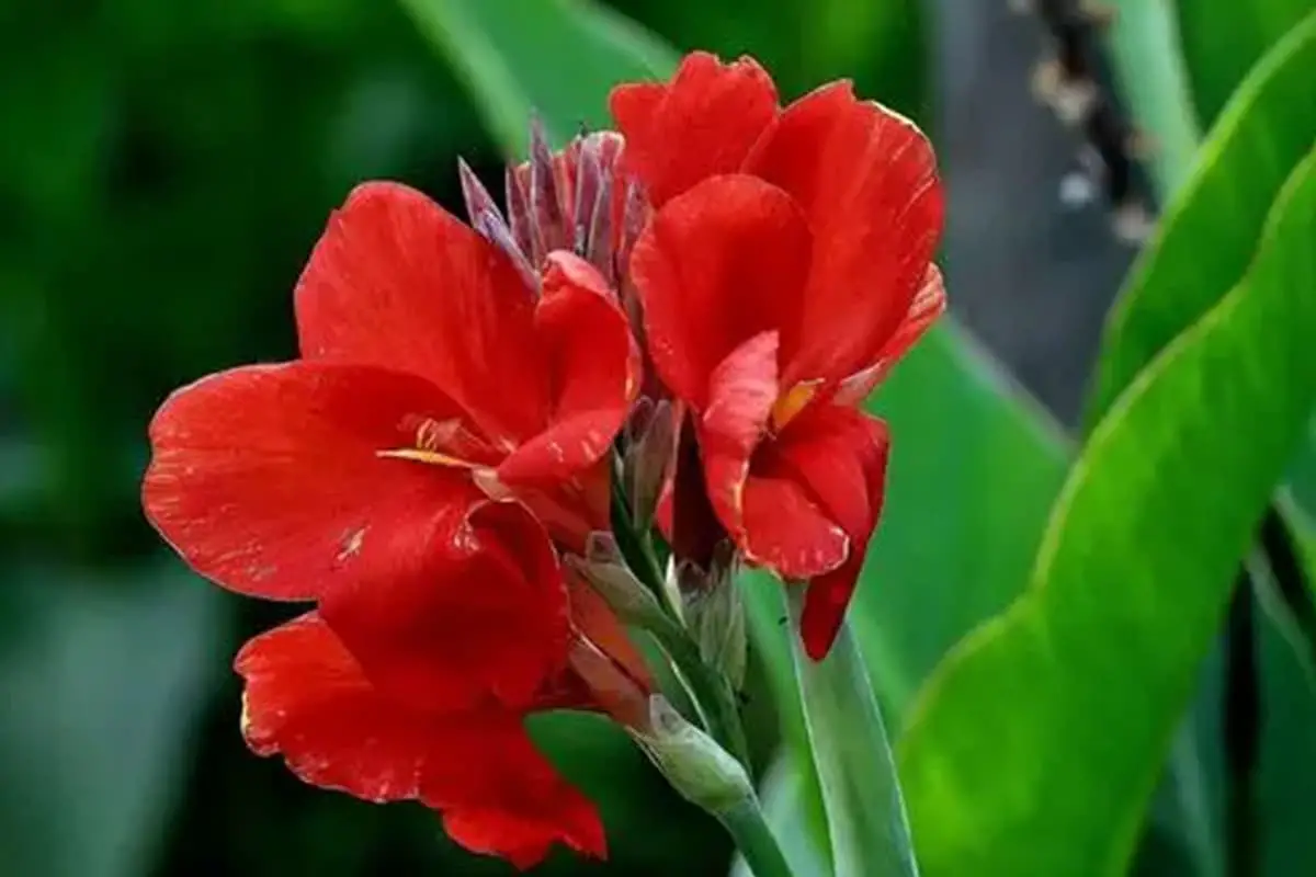Musa coccinea