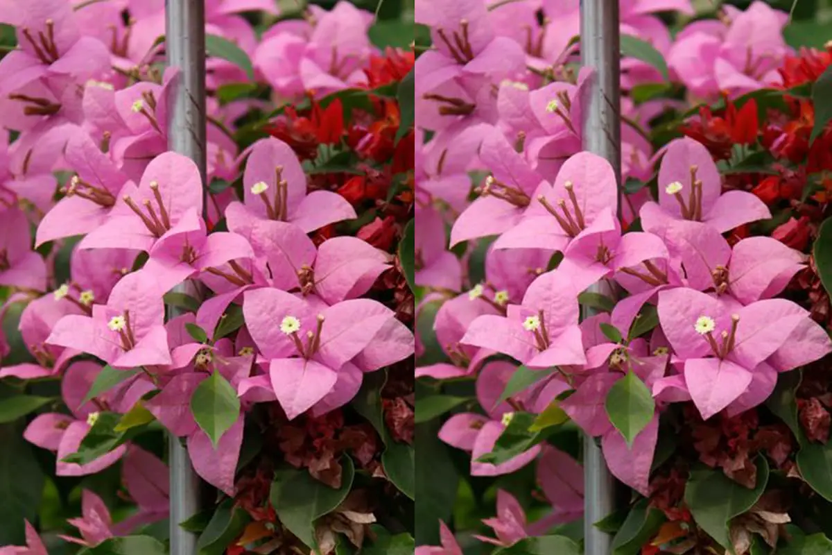 Bougainvillea glabra