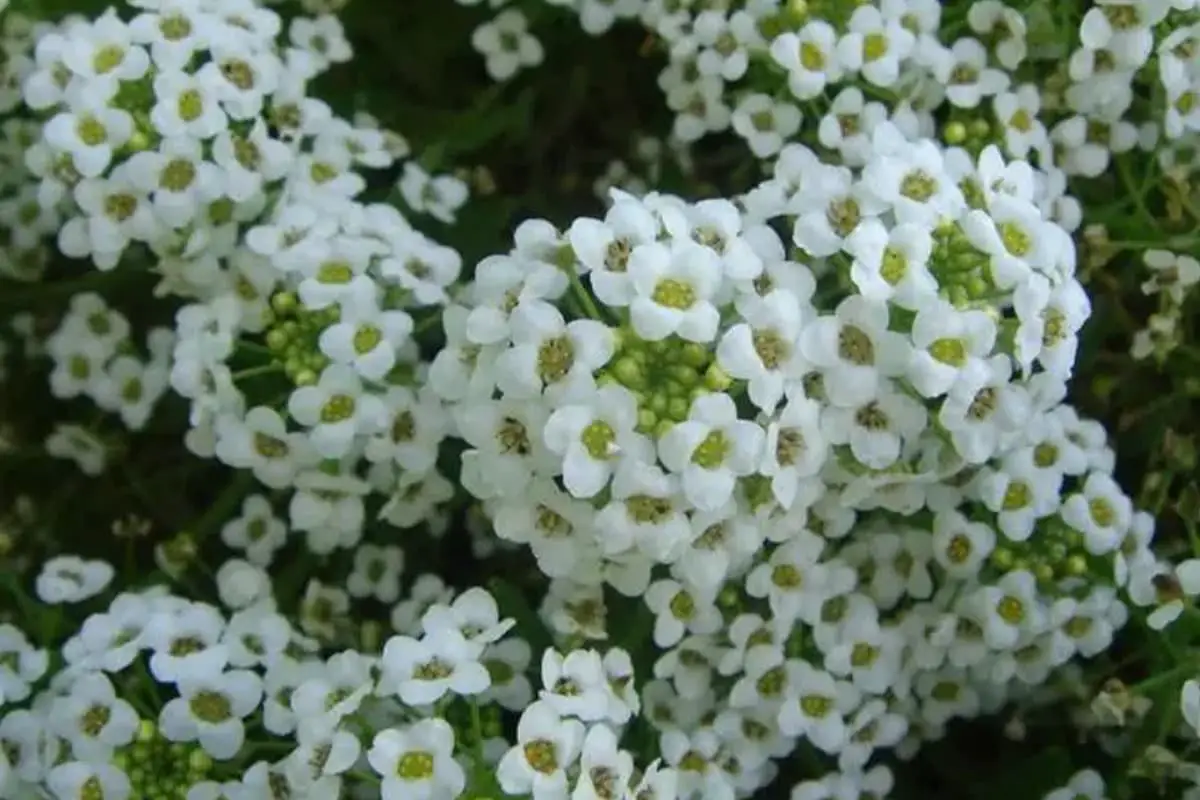 Lobularia maritima