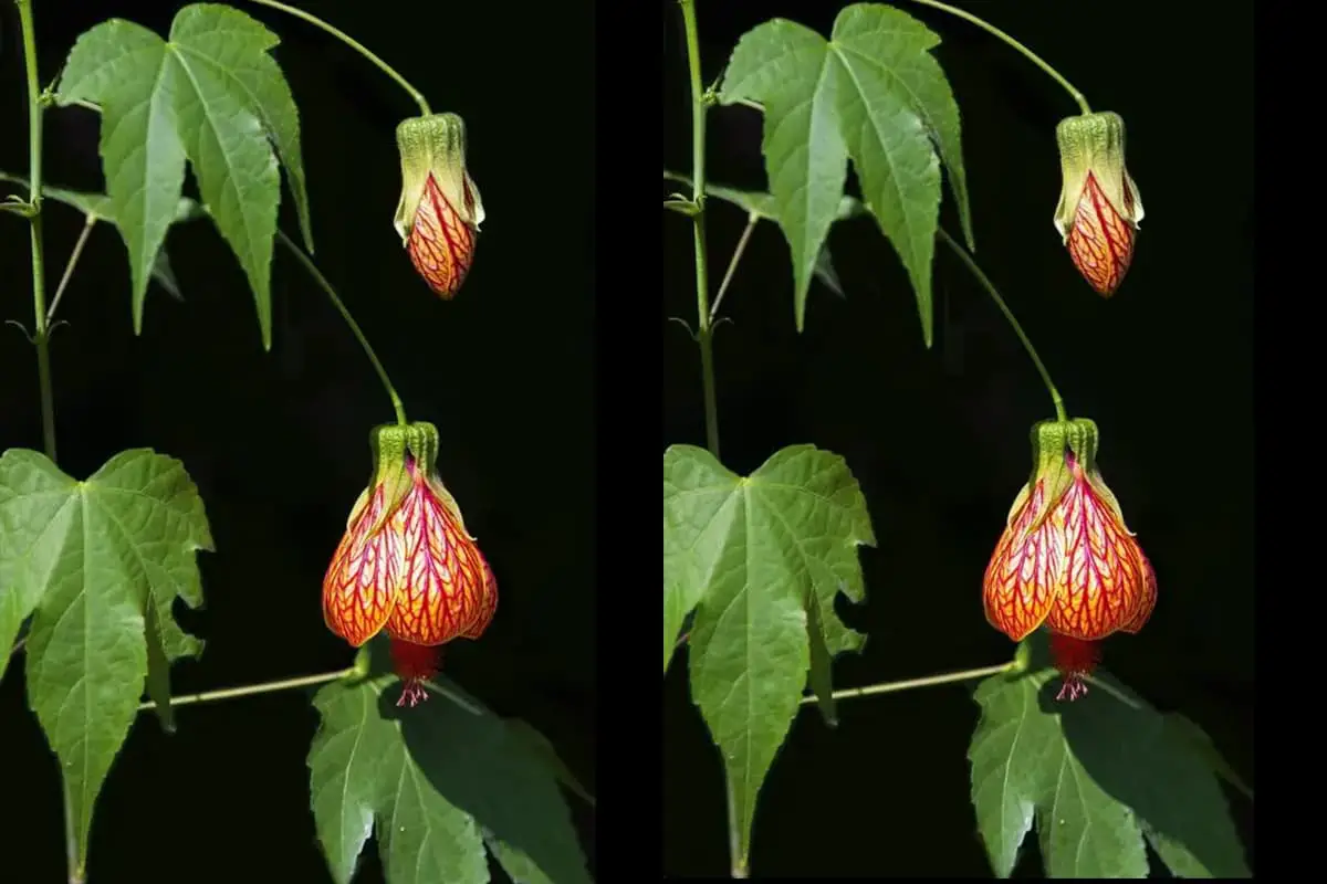 Abutilon pictum