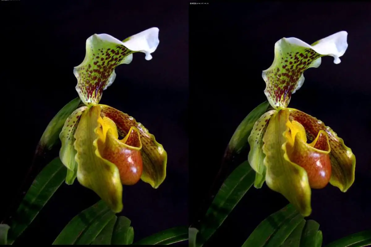 Paphiopedilum hirsutissimum