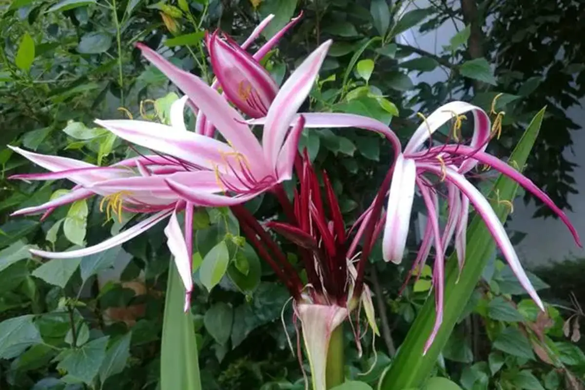 Crinum amabile