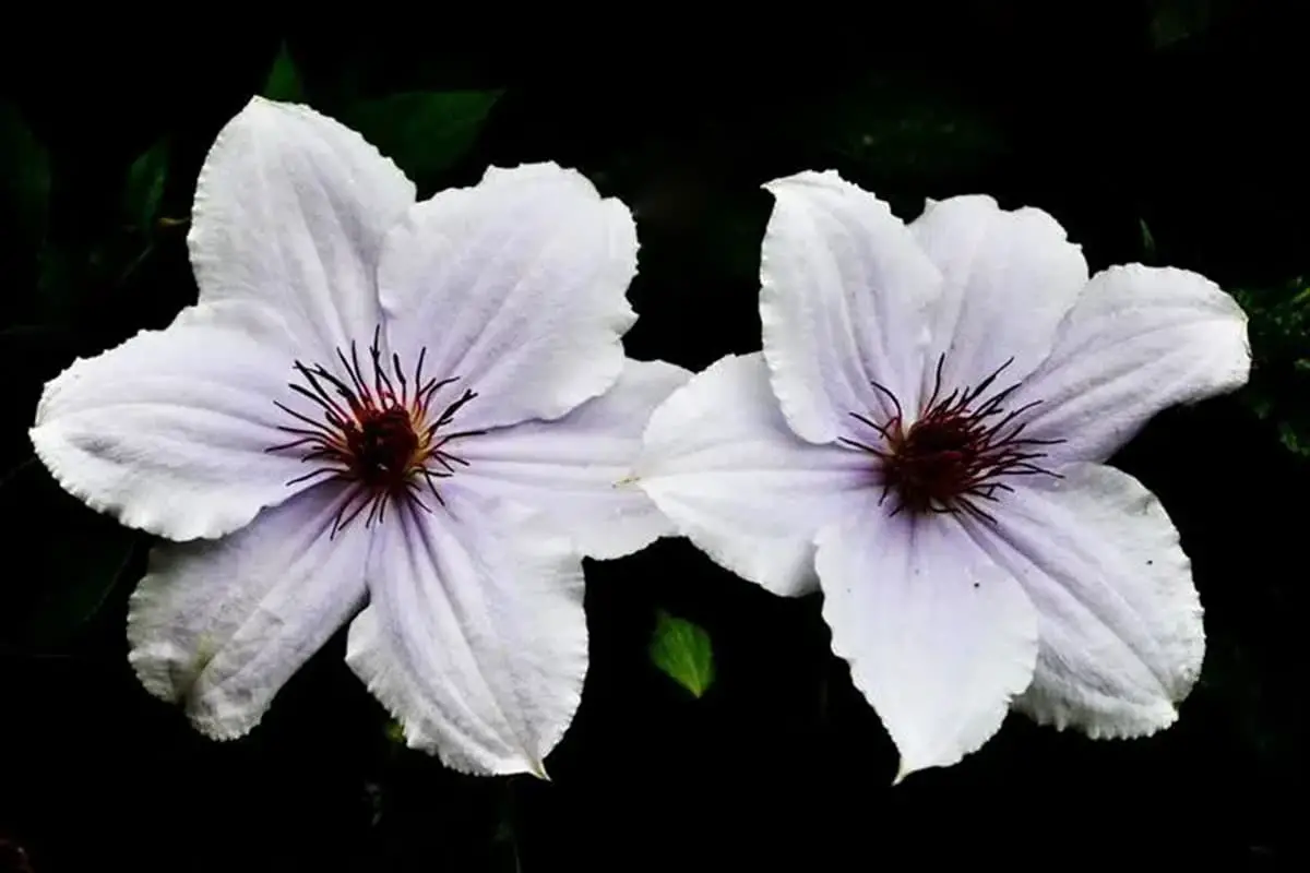 Clematis courtoisii