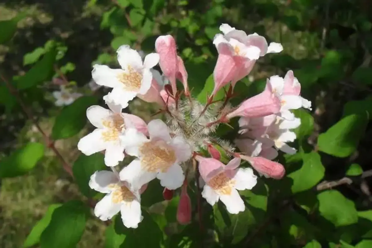 Kolkwitzia amabilis