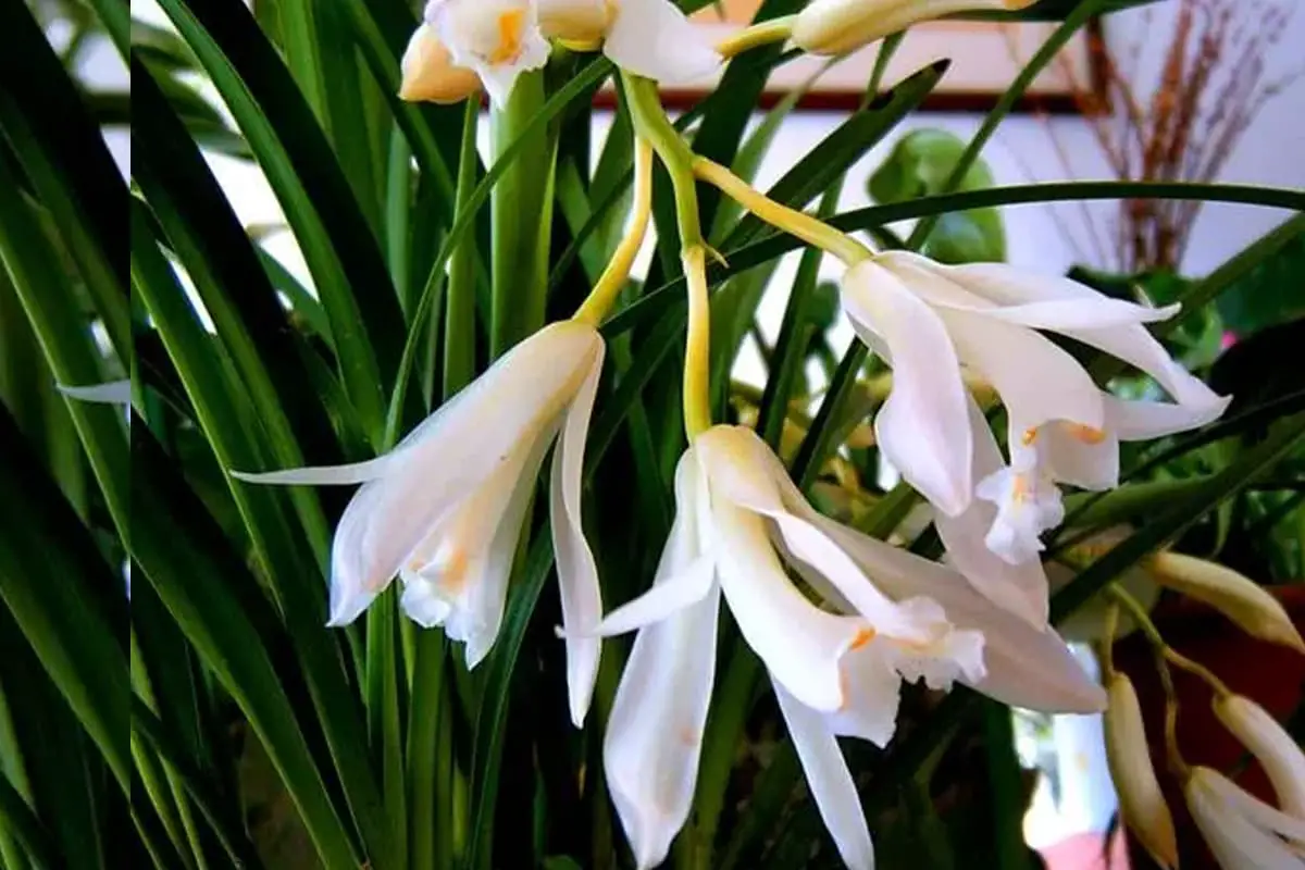 Cymbidium lowianum