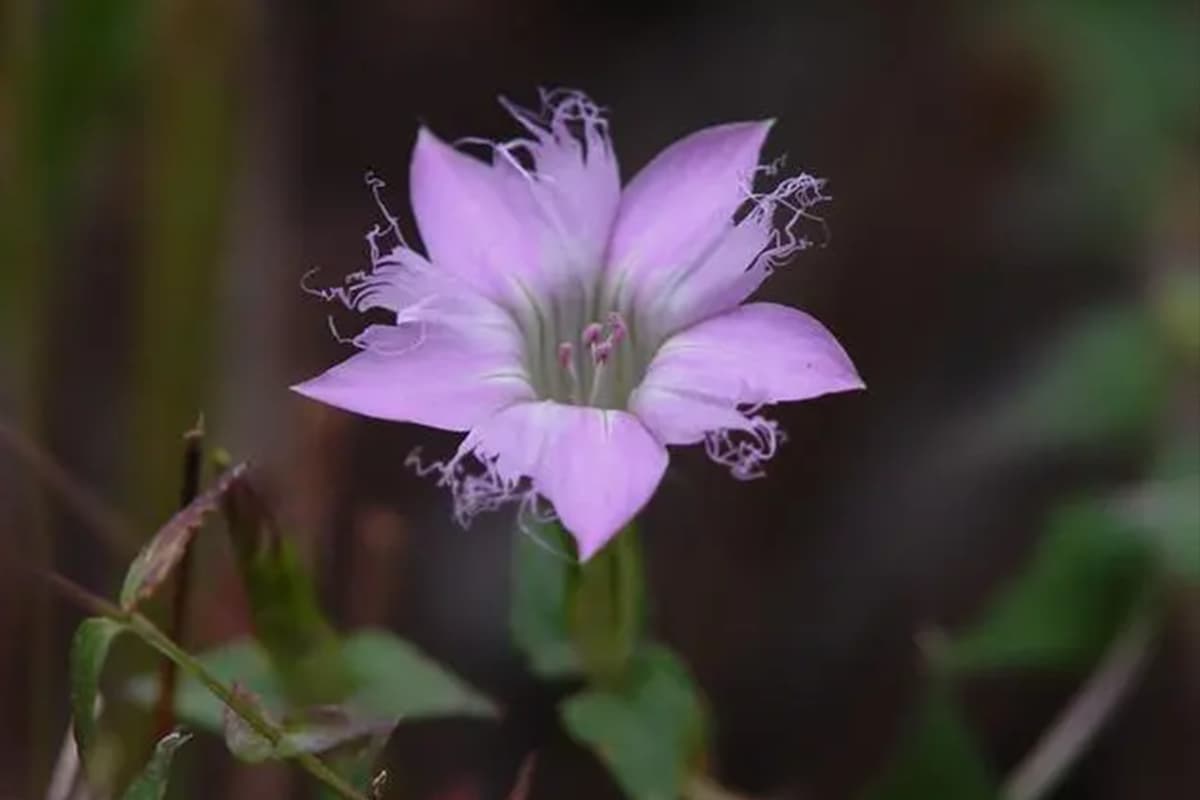 Gentiana rhodantha