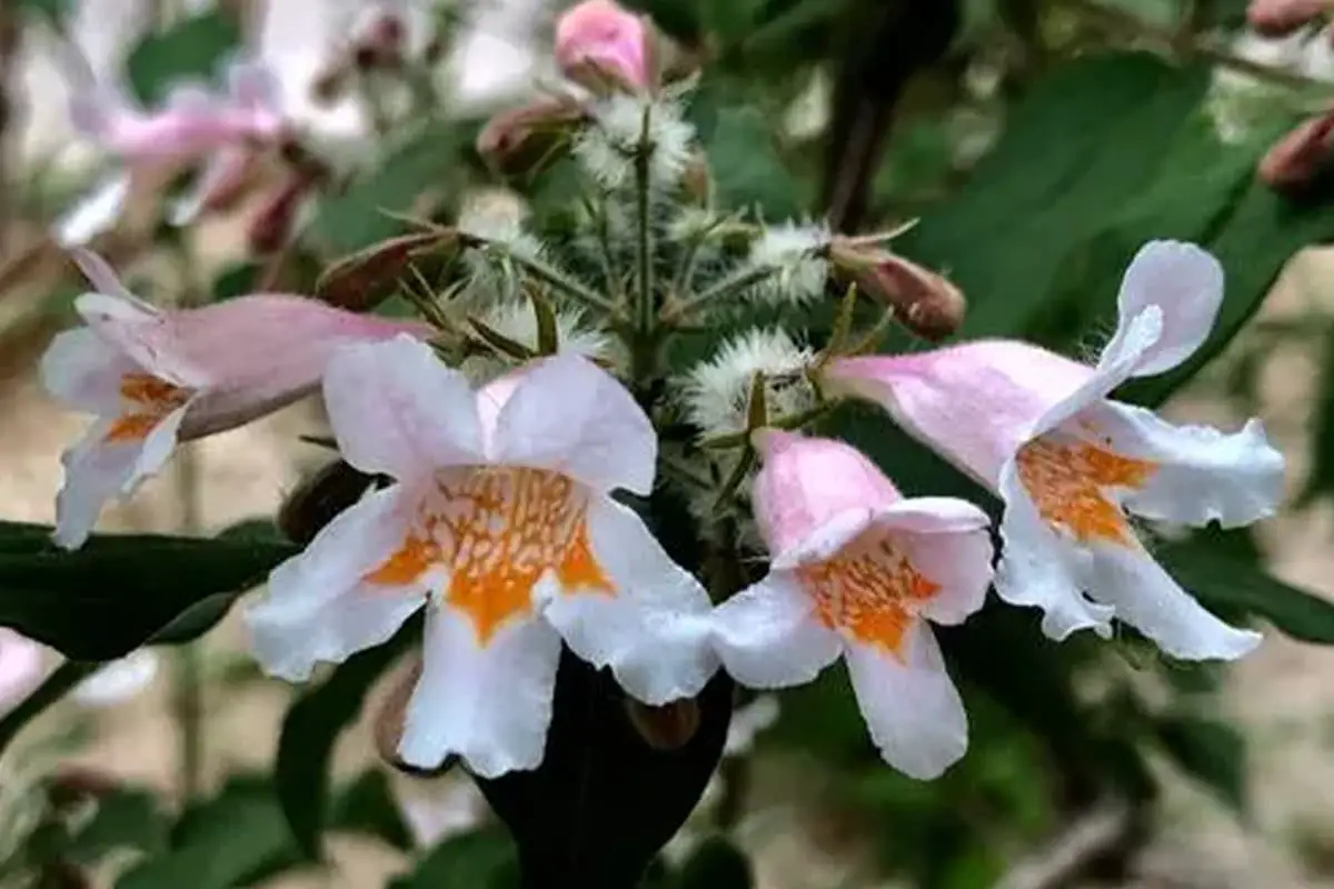 Kolkwitzia amabilis