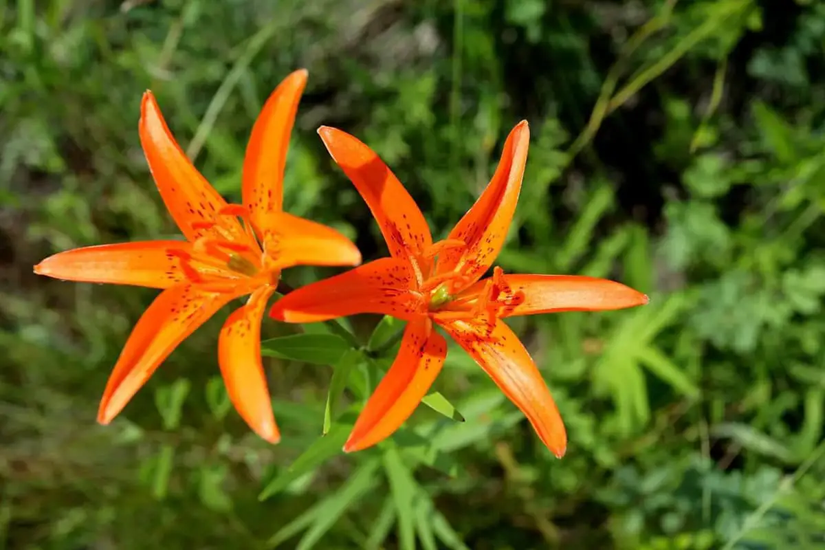 Lilium pumilum