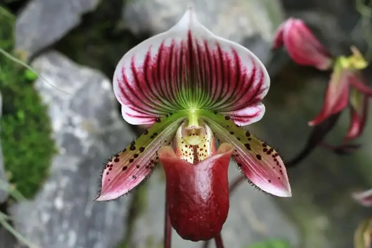 Paphiopedilum hirsutissimum