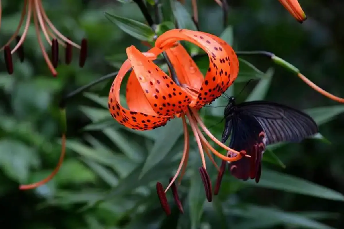 Lilium pumilum