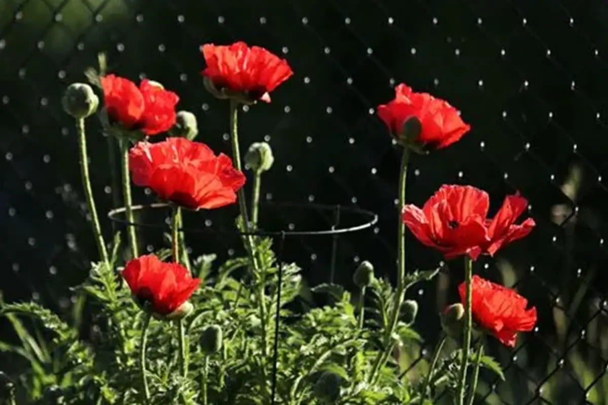 Papaver orientale