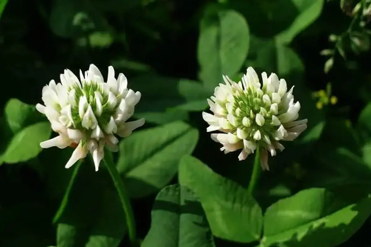 Trifolium repens