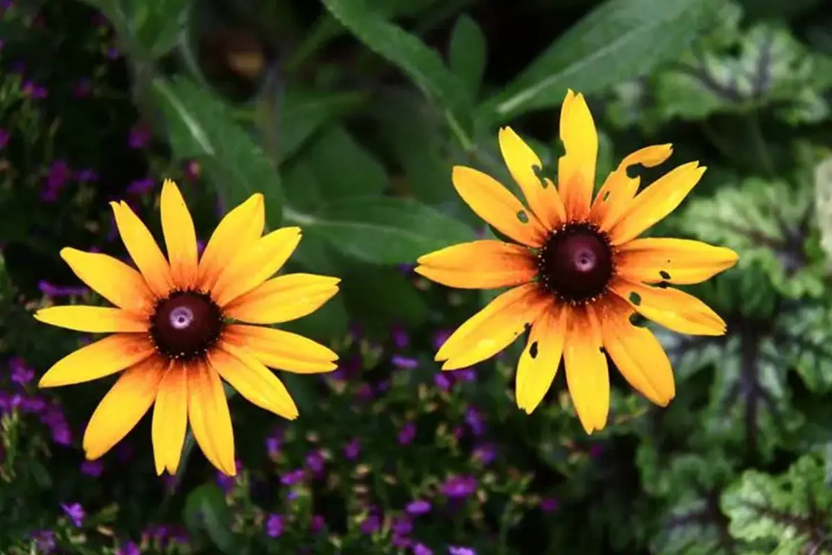 Rudbeckia laciniata