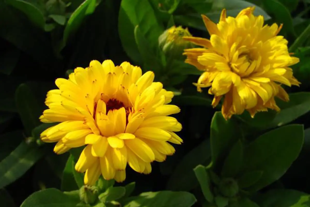 Ringelblume (Calendula officinalis)