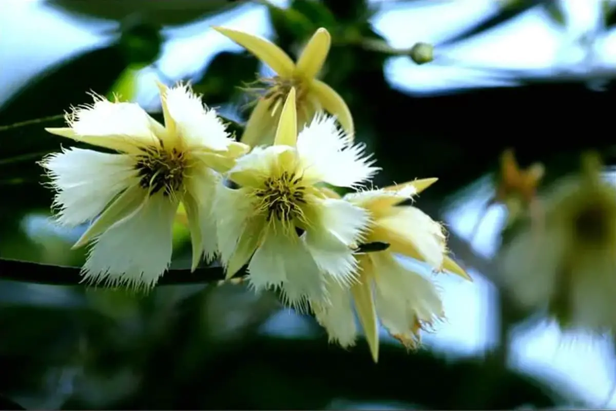 Elaeocarpus hainanensis