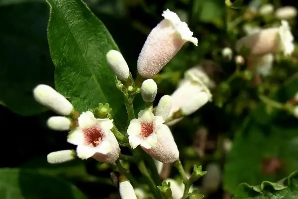 Pederia scandens
