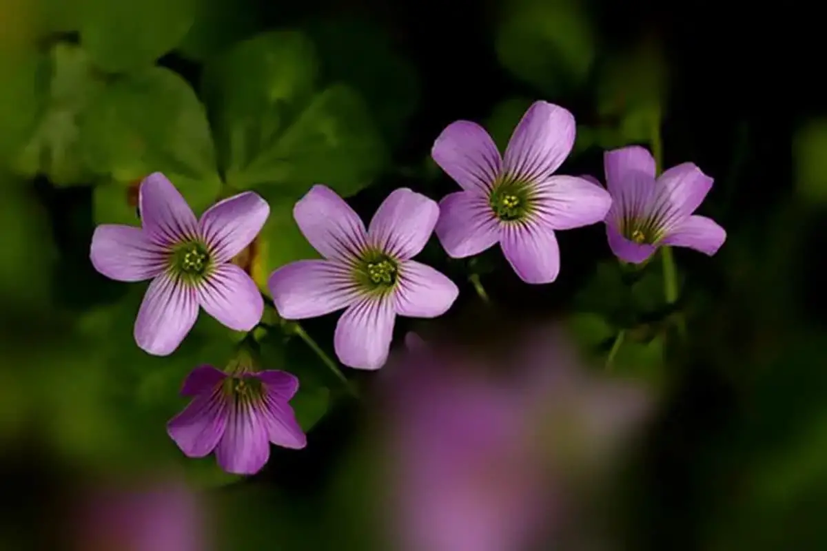 Oxalis corymbosa