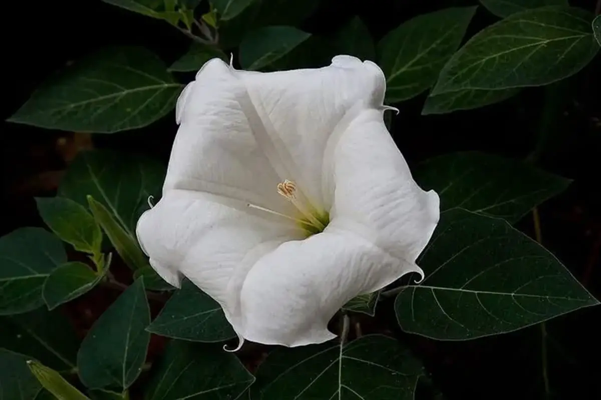 Calonyction aculeatum