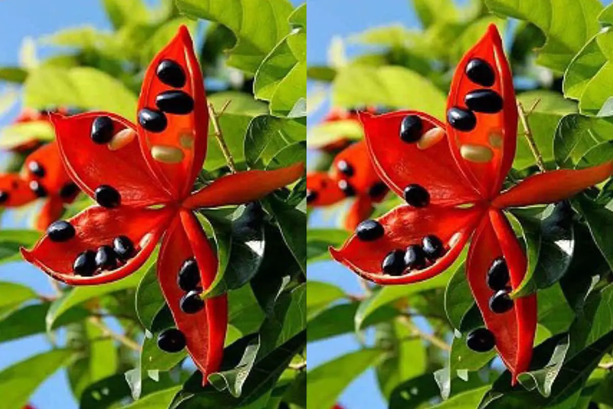 Sterculia lanceolata