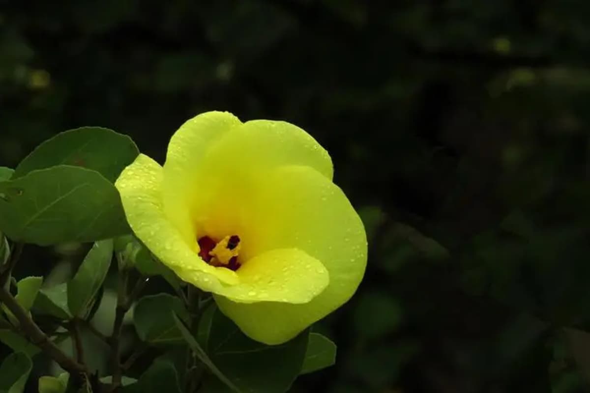 Ibisco tiliaceo
