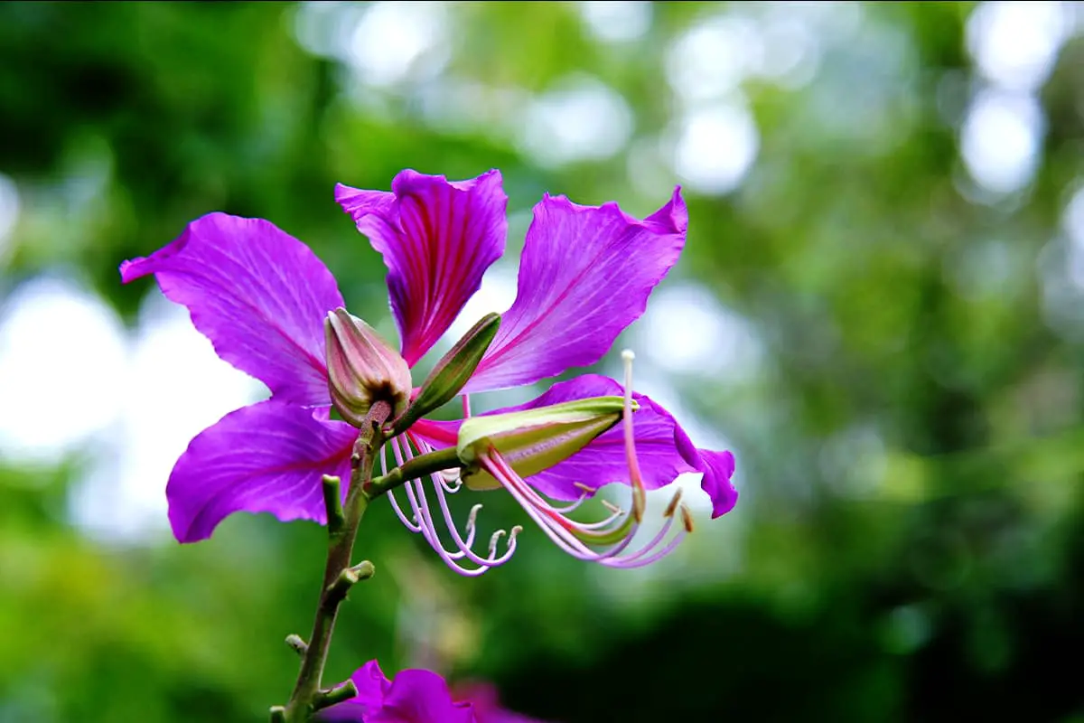Bauhinia