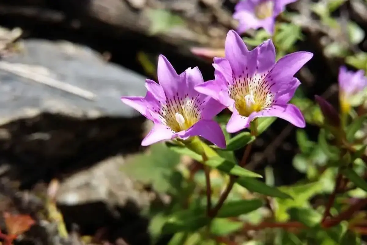 Gentiana rhodantha