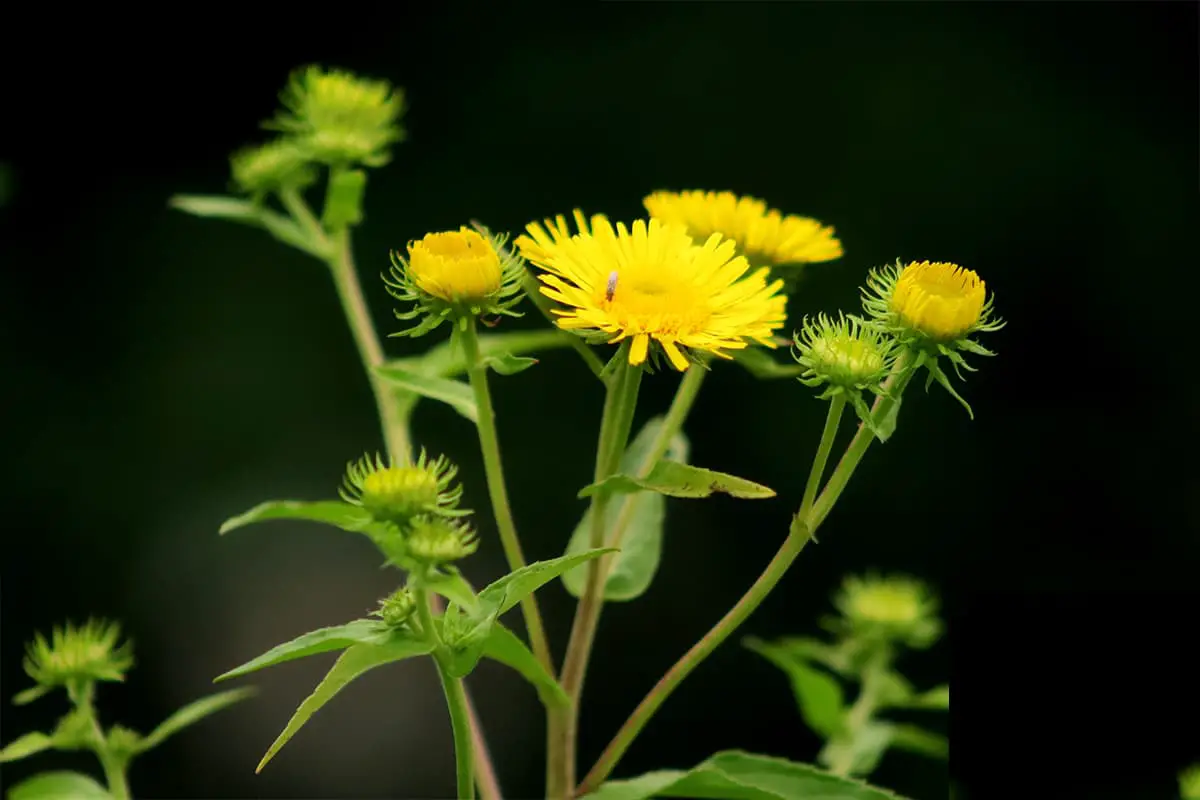 Inula japonica