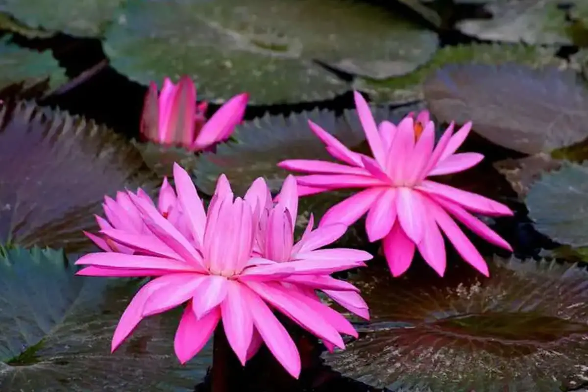 Nymphaea alba