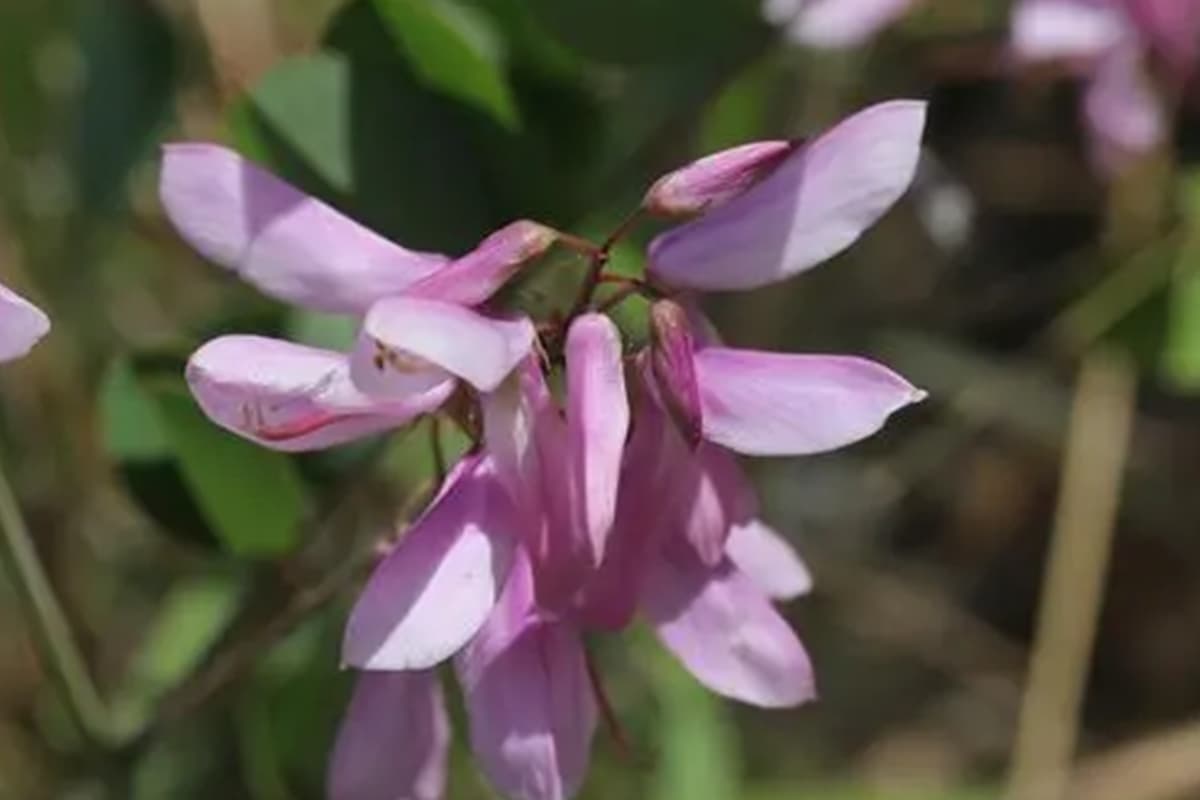 Indigofera kirilowii 