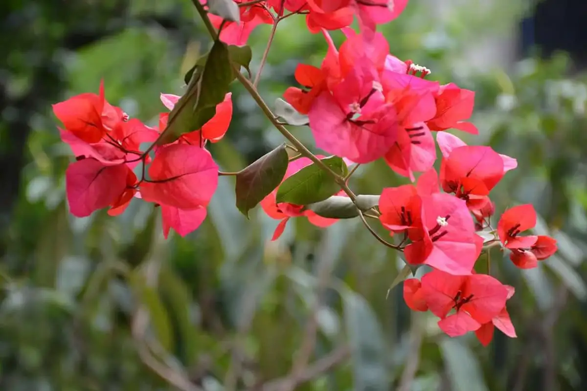 Bougainvillea glabra