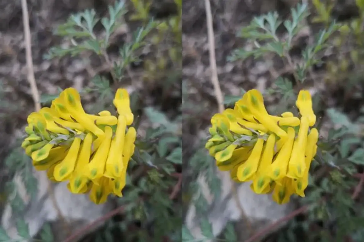 Corydalis pallida