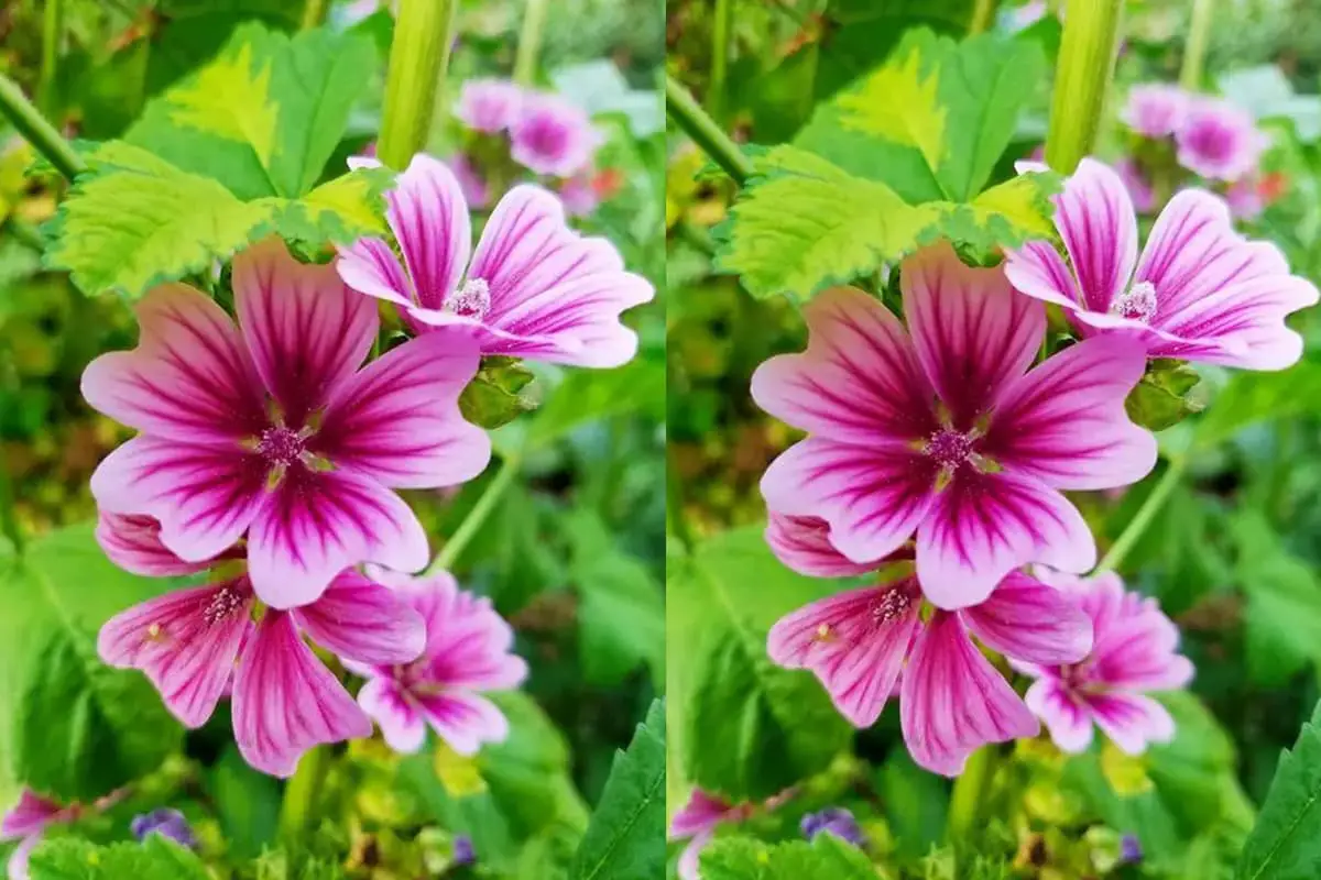 Malva sinensis