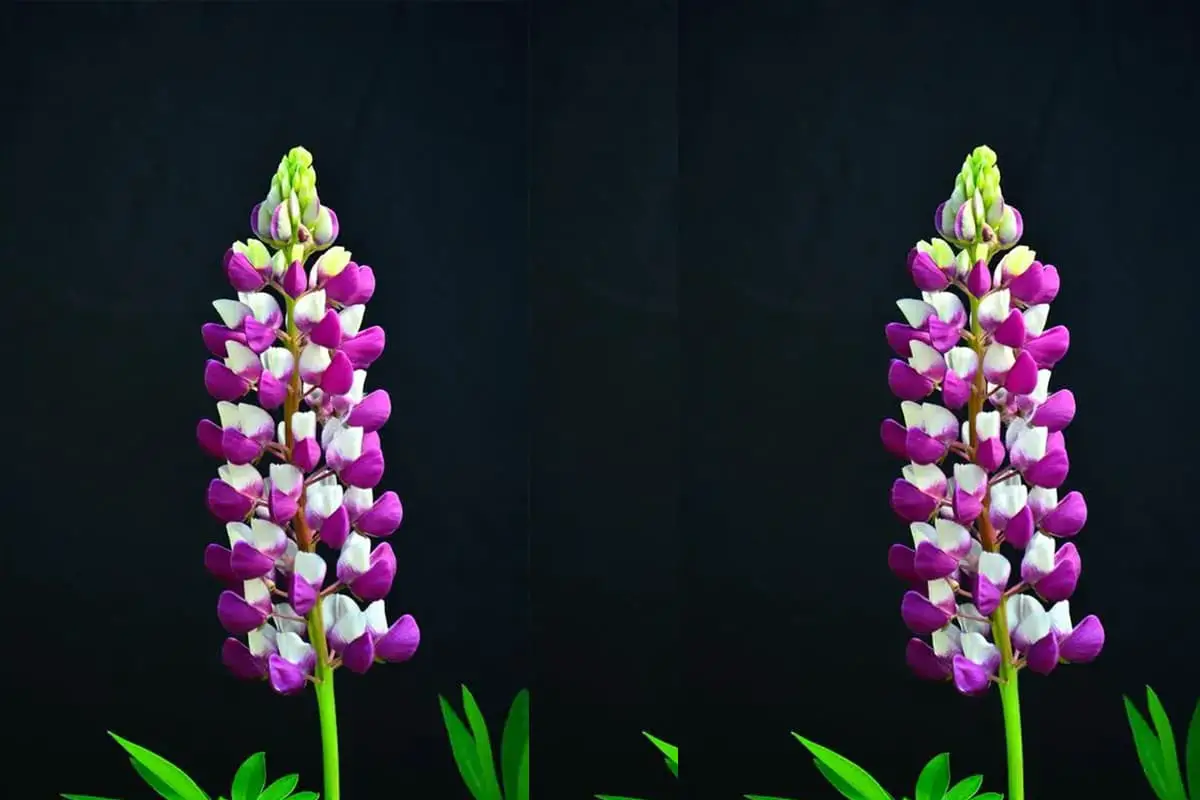 Lupinus polyphyllus