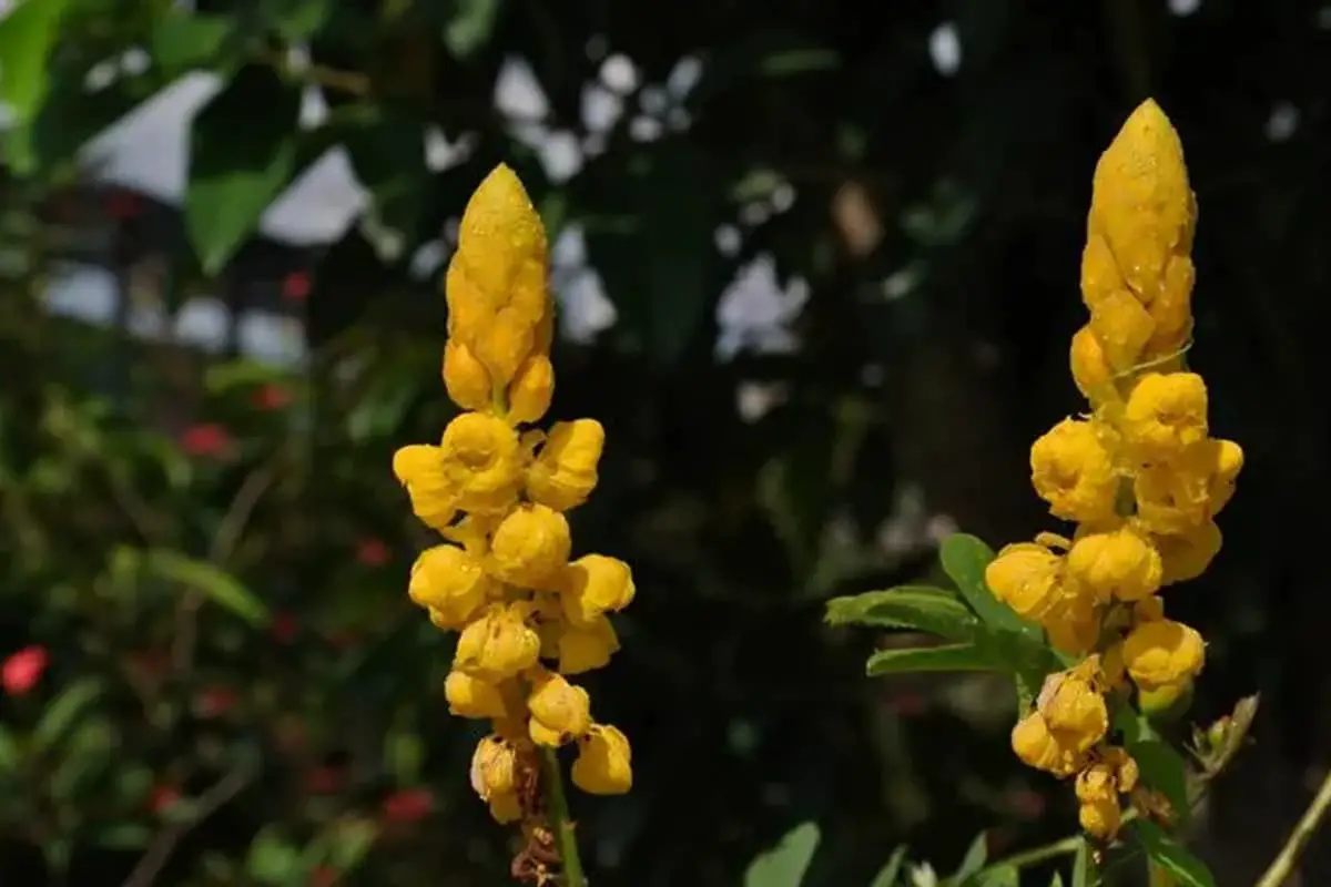 Senna alata