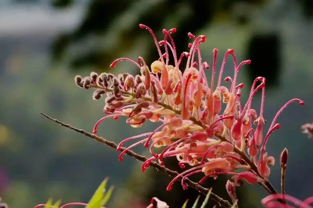 Grevillea Banksii: Een complete gids voor bloemen van de rode zijde-eik ...