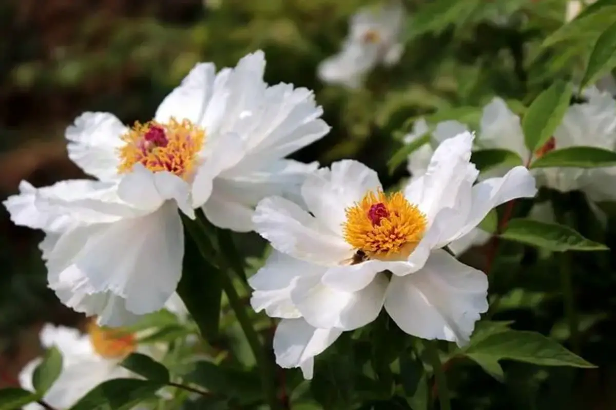 Paeonia ostii