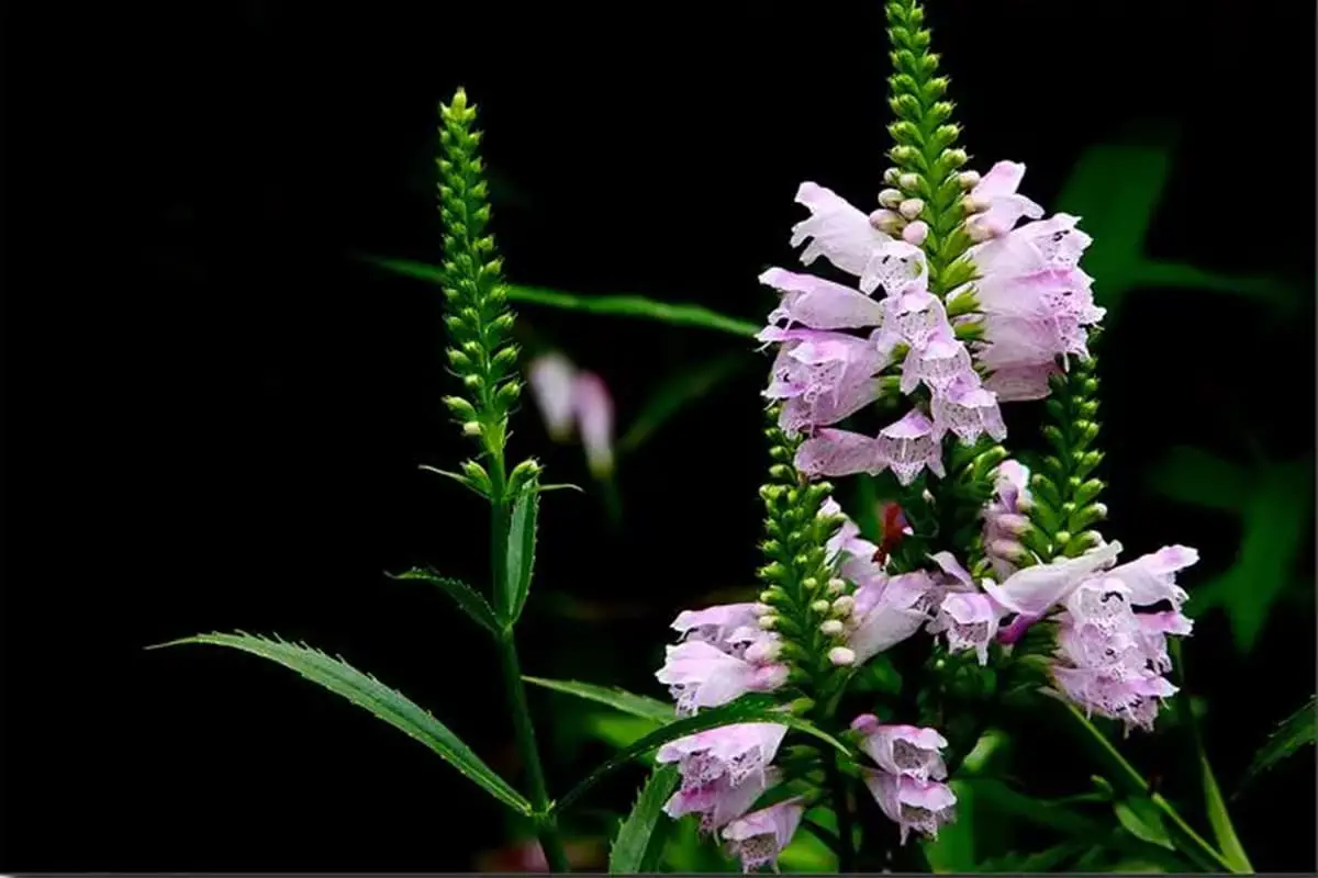 Physostegia virginiana