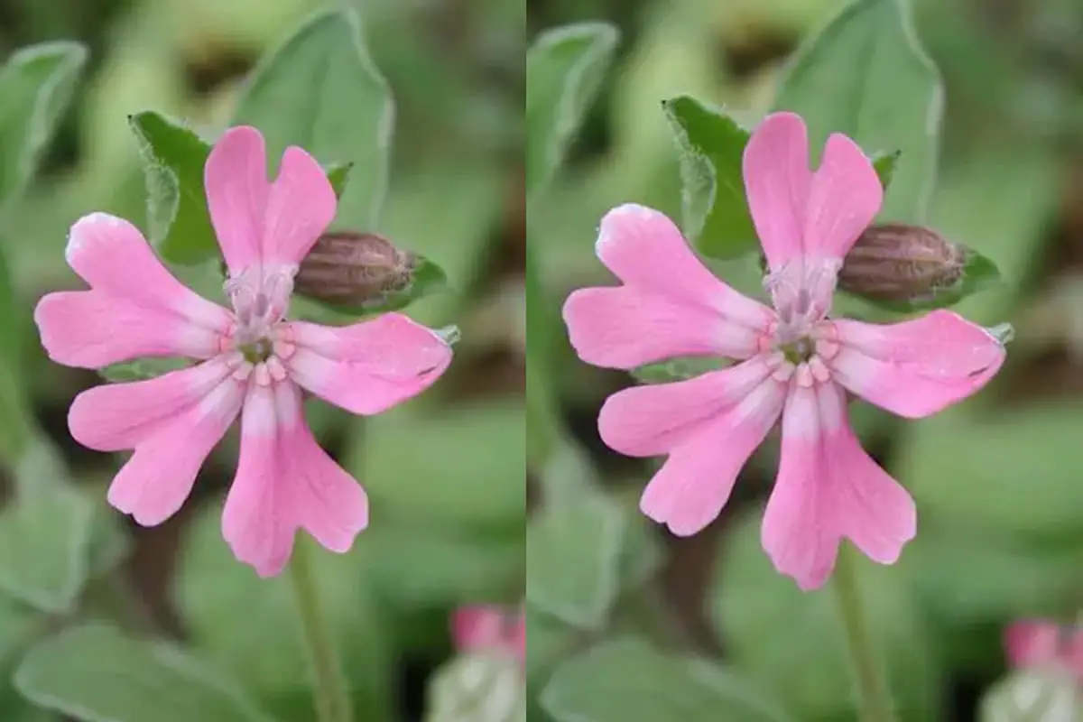 Silene Pendula: Mastering Growth and Care Tips for Stunning Blooms ...