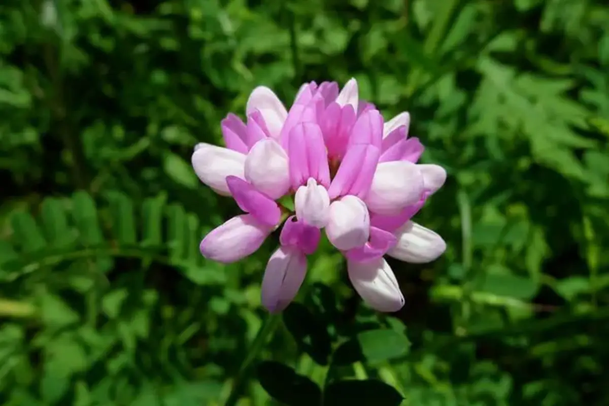 Coronilla varia