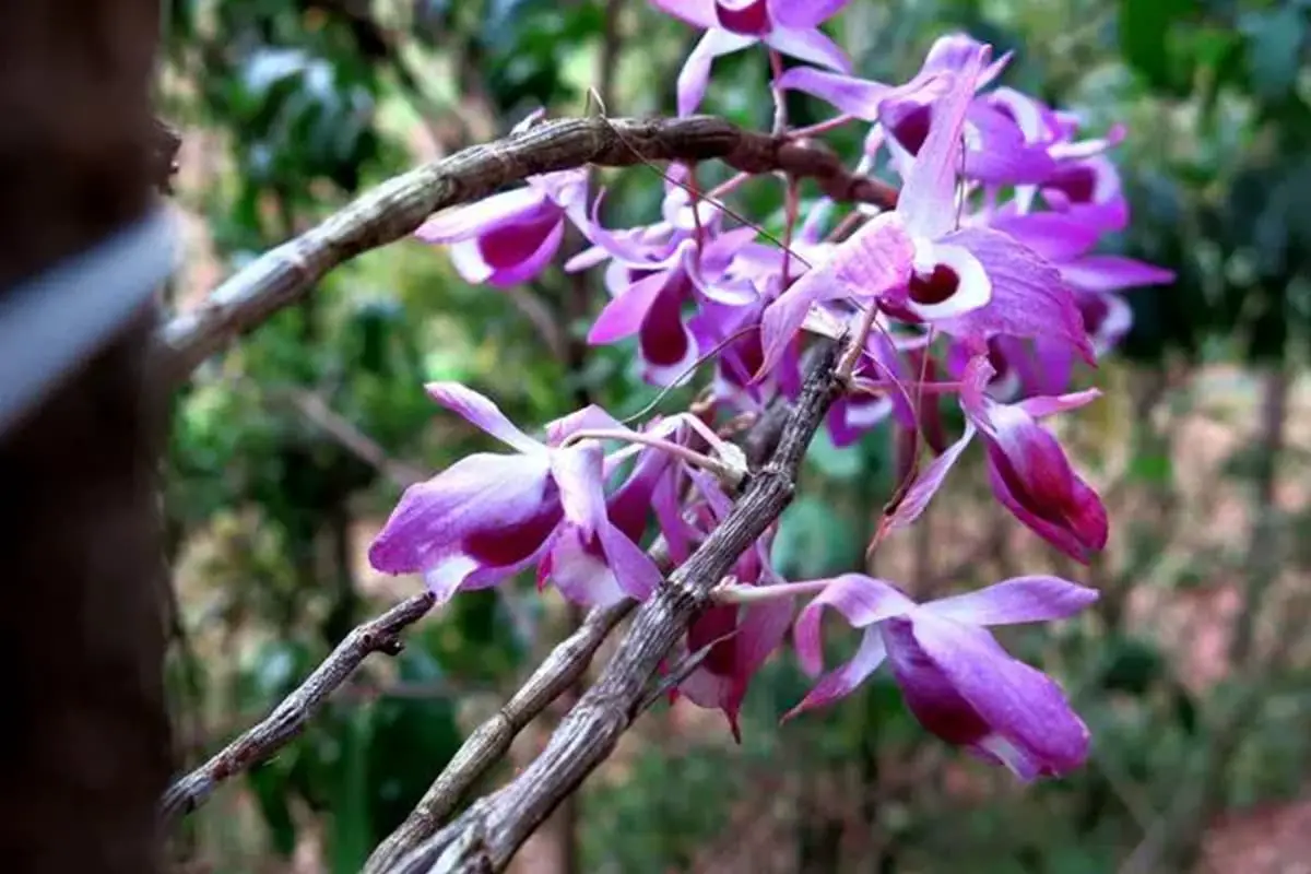 Dendrobium aphyllum