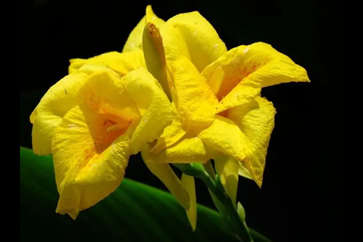 Canna generalis