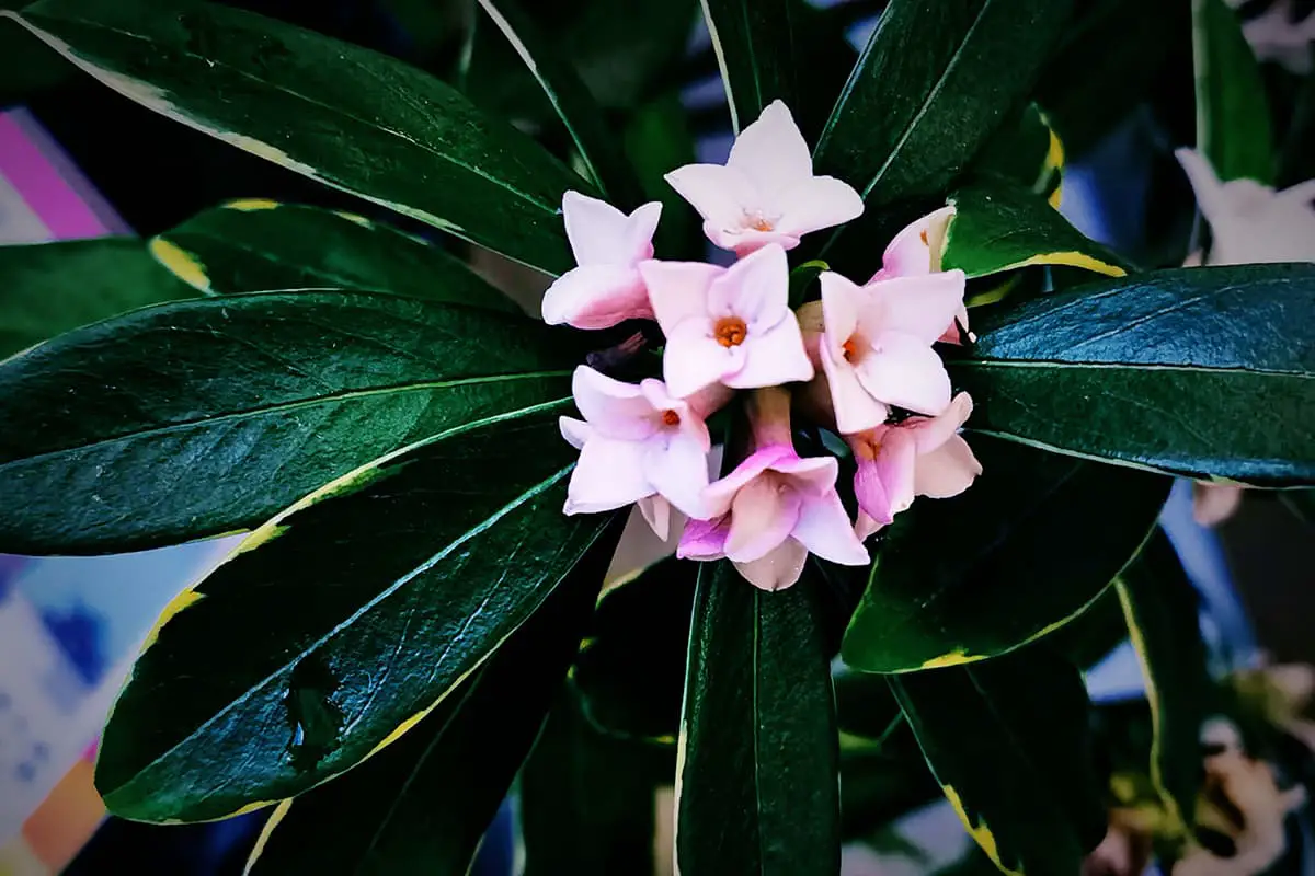 Daphne odora "Aureomarginata".