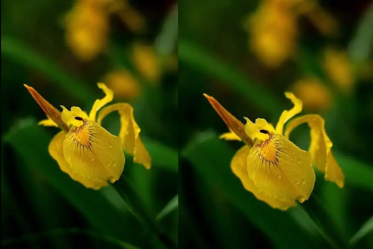 Iris wilsonii