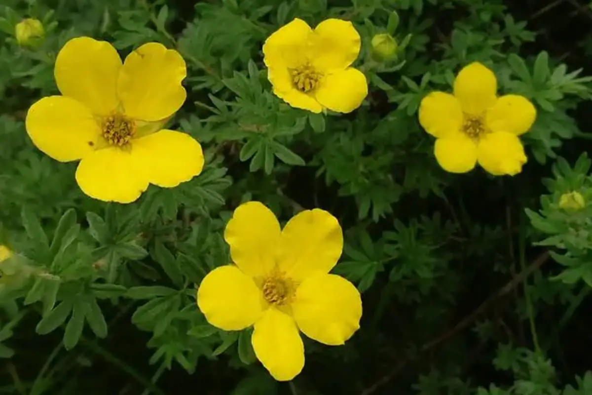 Potentilla fruticosa