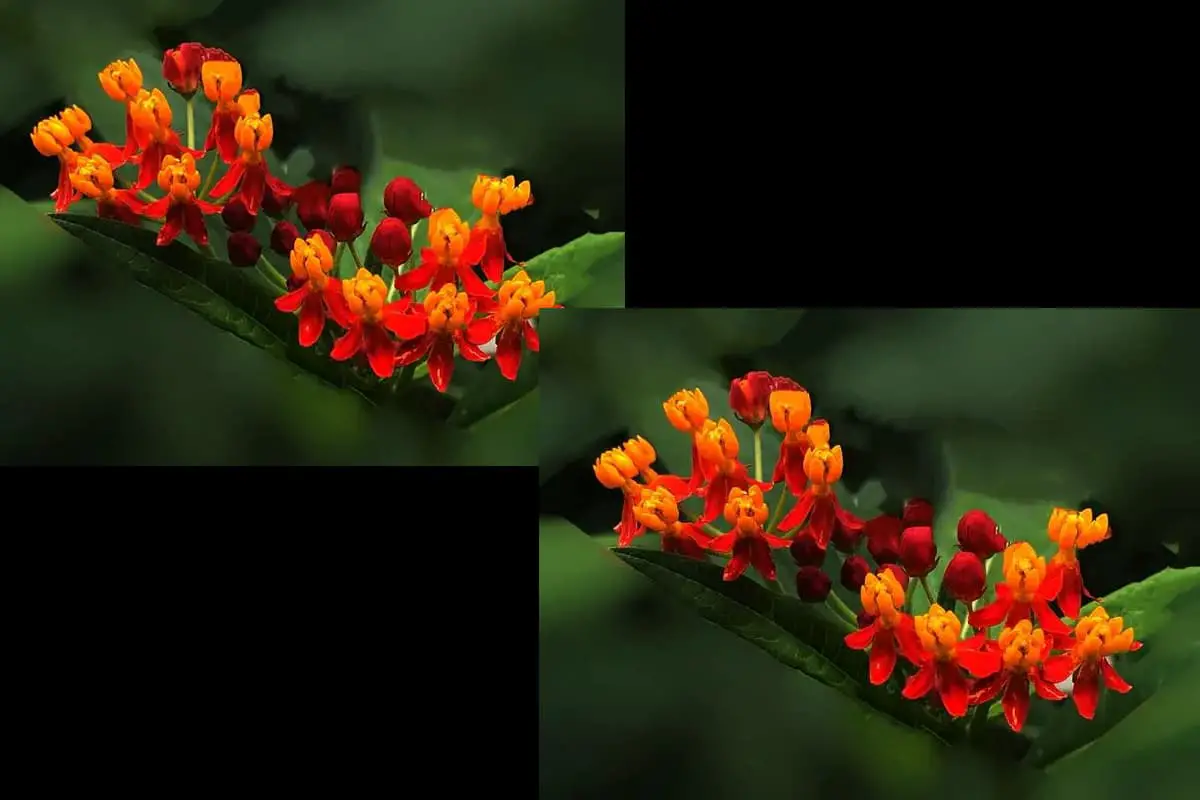 Asclepias curassavica