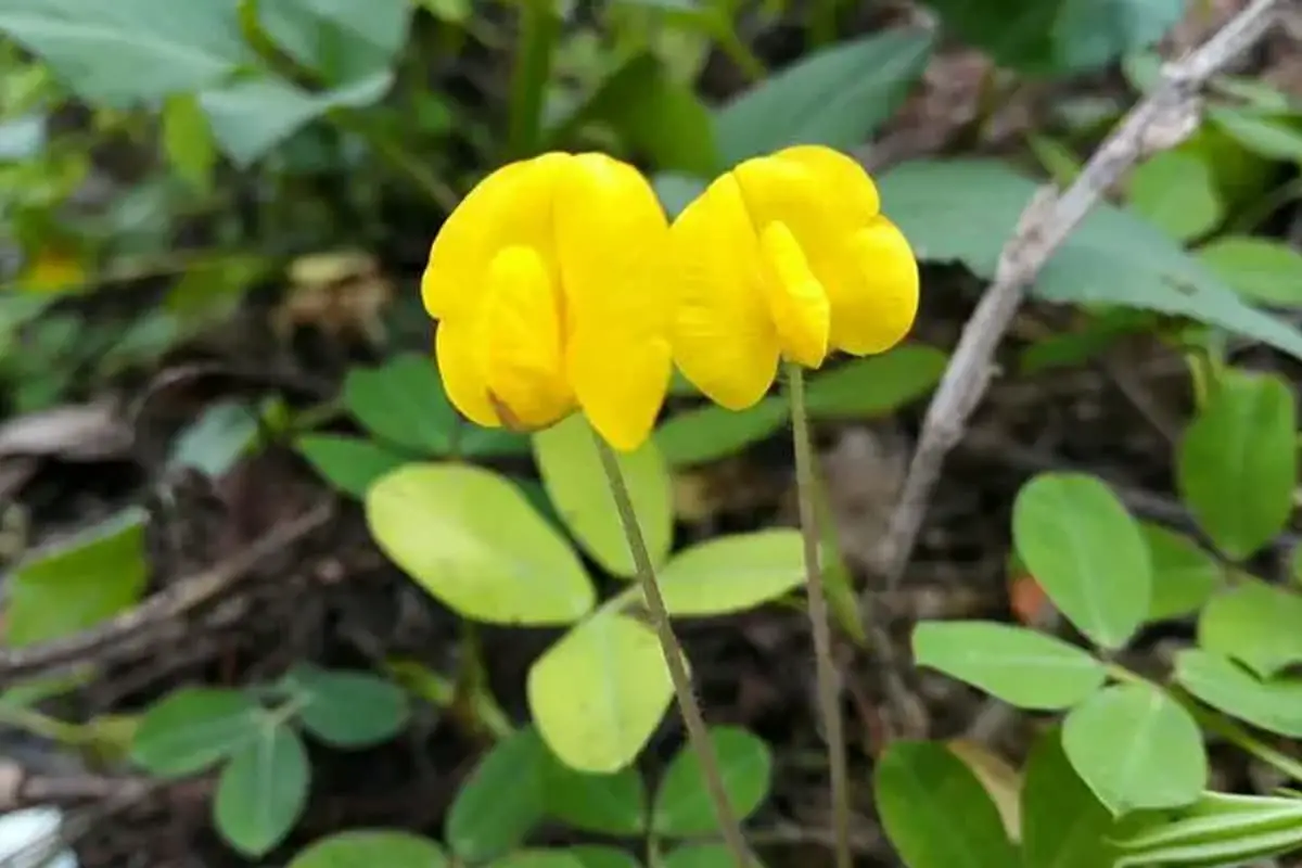 Arachis duranensis