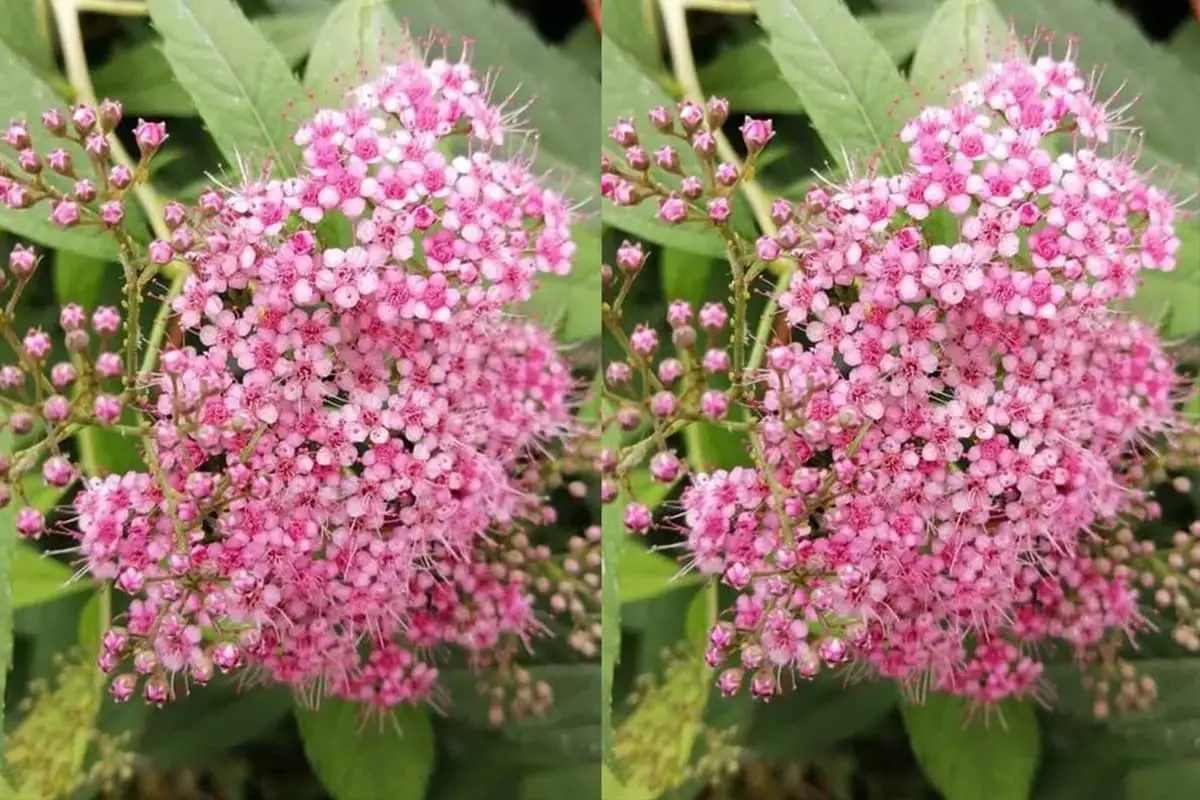 Spiraea japonica